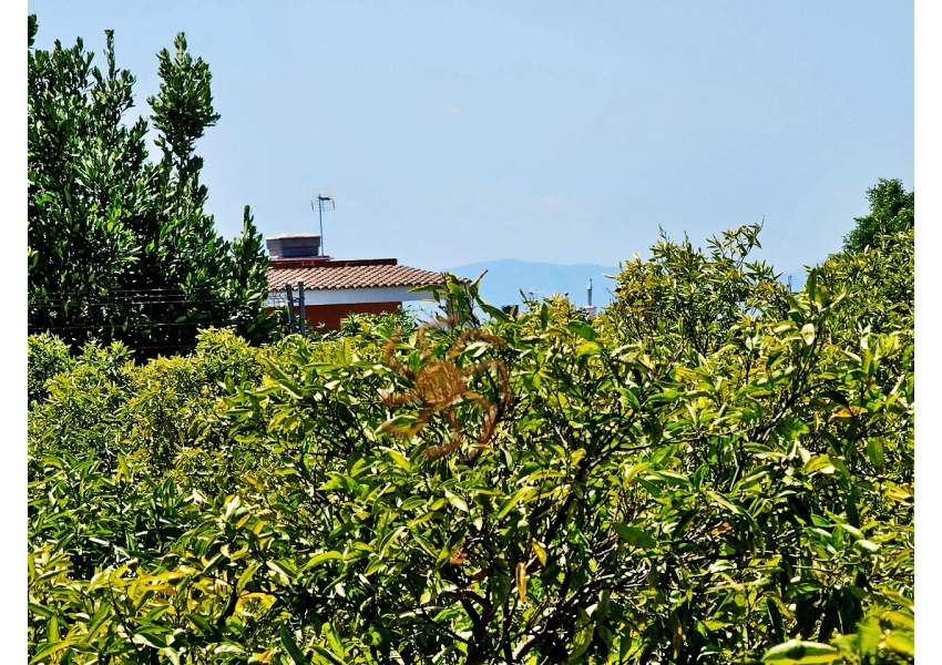 Sad mandarynkowy 2400 m2 Cullera, Walencja